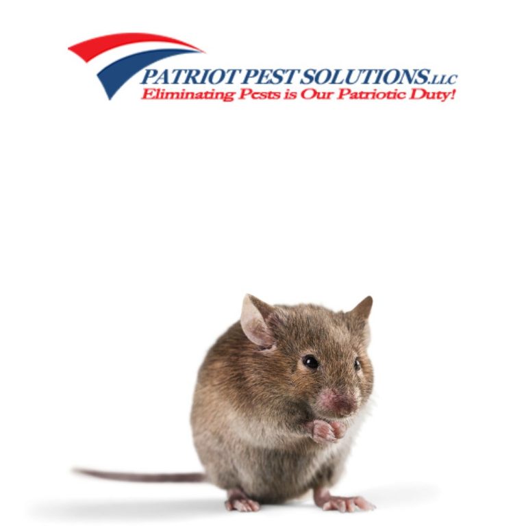 Rat Exterminator Cost - A Complete Guide to Rodent Extermination
