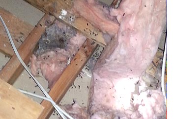 animal-waste-in-attic