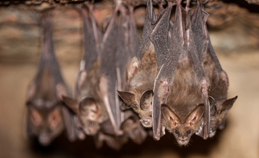 bat-removal-control-pennsylvania