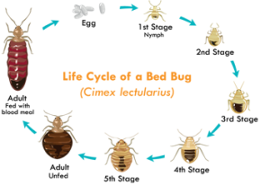 Bed bugs commonly establish themselves in apartments, condominium developments, hotels, motels, movie theaters and retail stores. These blood sucking pests can hide in cracks the thickness of a credit card and only come out to feed on your patrons. Eliminating bed bug infestations is just as important as preventing them. Our Associate Certified Entomologist will educate your team in steps they can take to avoid future infestations. Depending on the location and severity of your infestation, we offer several effective bed bug solutions including heat treatments, steam treatments and traditional chemical treatment methods.