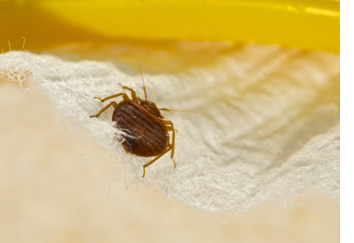 bed-bug-removal