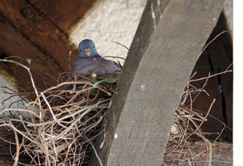 bird-control-removal-pennsylvania