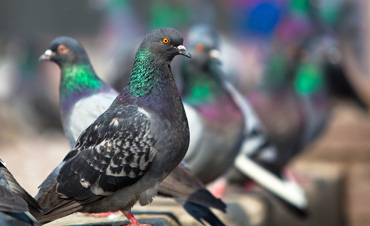 bird-removal-control-pennsylvania