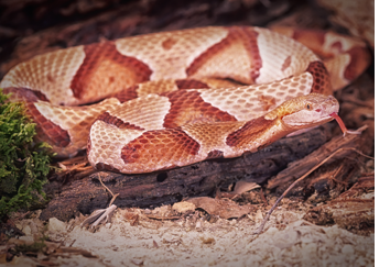copperhead-rattlesnake-removal-control-pennsylvania