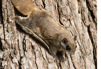 flying-squirrel-control-removal-pennsylvania