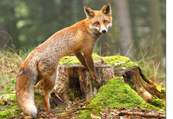 fox-control-pennsylvania