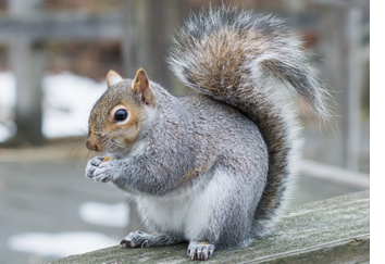 gray-squirrel-control-removal-pennsylvania