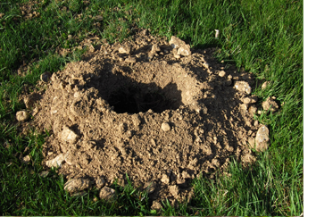 groundhog-burrow-control-pennsylvania