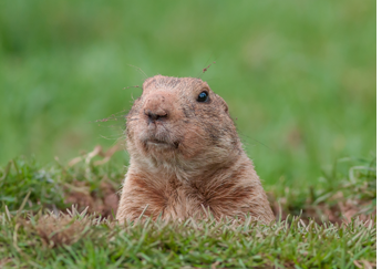 groundhog-control-removal-pennsylvania