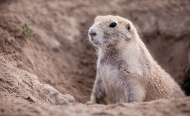 groundhog-removal-control-pennsylvania