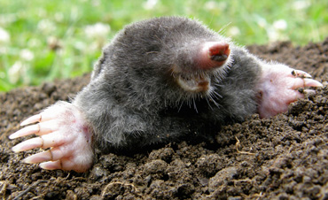 mole-removal-control-pennsylvania