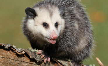 opossum-removal-control-pennsylvania