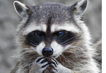 raccoon-control-exclusion-pennsylvania