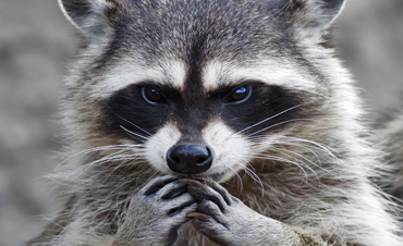 raccoon-removal-control-pennsylvania
