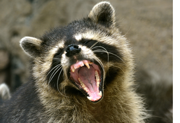 raccoon-removal-control-pennsylvania