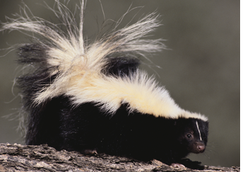 skunk-control-removal-pennsylvania