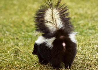 skunk-exclusion-removal-pennsylvania