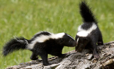 skunk-removal-control-pennsylvania