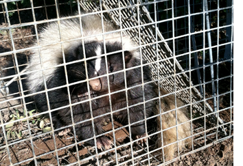 skunk-trapping-pennsylvania