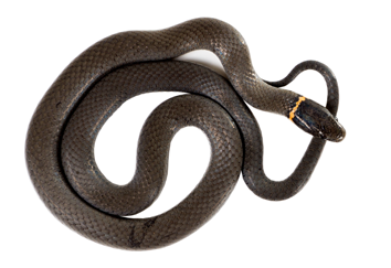 snake-trapping-removal-pennsylvania