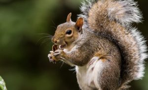 squirrel-removal-control-pennsylvania