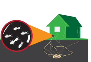 Commercial Rodent Control