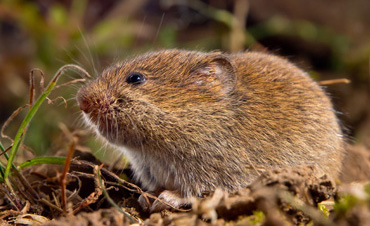 How to Get Rid of Voles in Colorado — Whitmore Pest & Wildlife Control  Services │ Denver Colorado