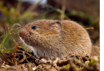 vole-removal-control-pennsylvania