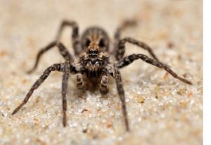 Exploring Pennsylvania's Most Common Spider Species - Patriot Pest Solutions LLC.