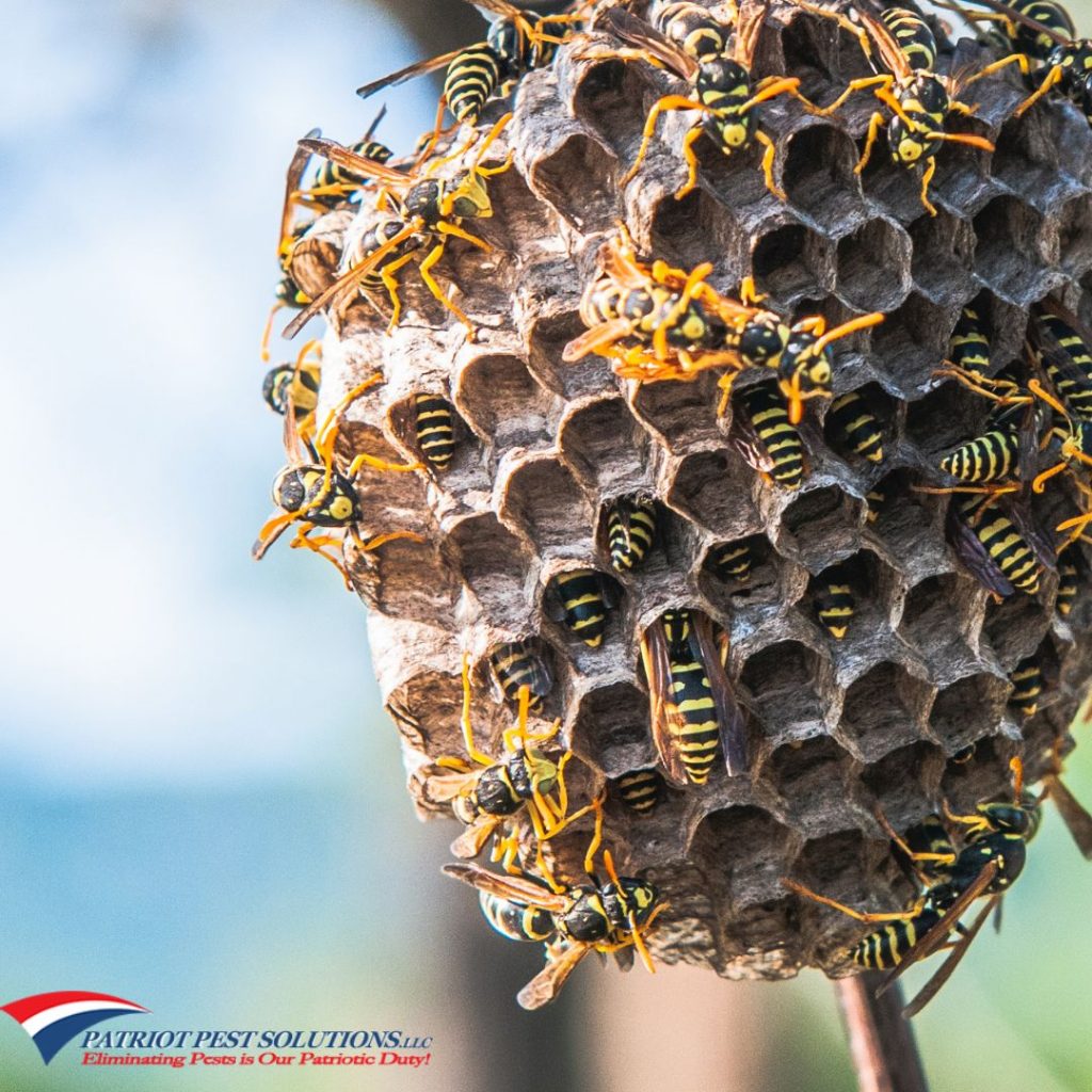 Wasp Species To Lookout For in Pennsylvania Patriot Pest Solutions LLC.