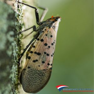 Spotted Lanternflies PA