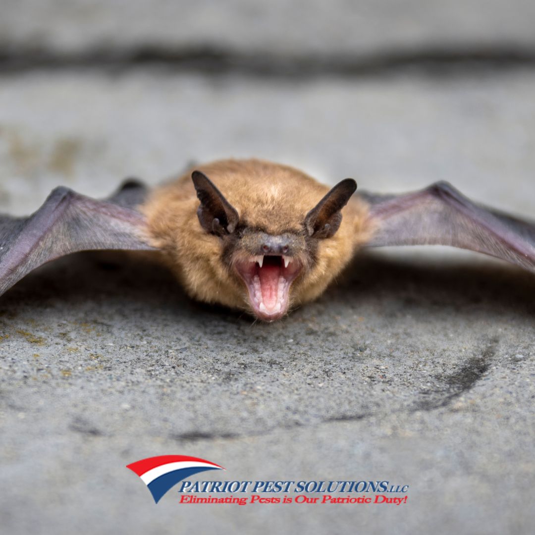 Bats Beware: Tips for Preventing These Unwanted Guests from Entering ...