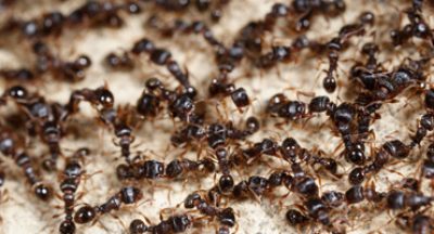 ant-pest-control-pennsylvania.jpg ant-pest-control-pennsylvania.jpg