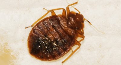bed-bug-pest-control-pennsylvania.jpg