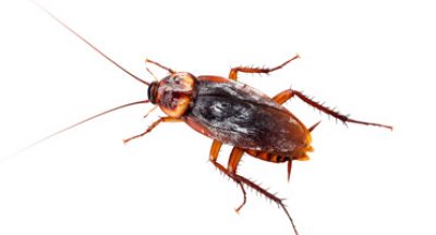 cockroach-pest-control-pennsylvania.jpg