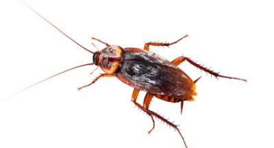 cockroach-pest-control-pennsylvania.jpg cockroach-pest-control-pennsylvania.jpg