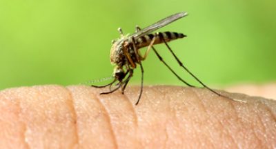 mosquito-pest-control-pennsylvania.jpg mosquito-pest-control-pennsylvania.jpg